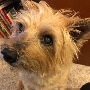 Meet your Posher, Shannon